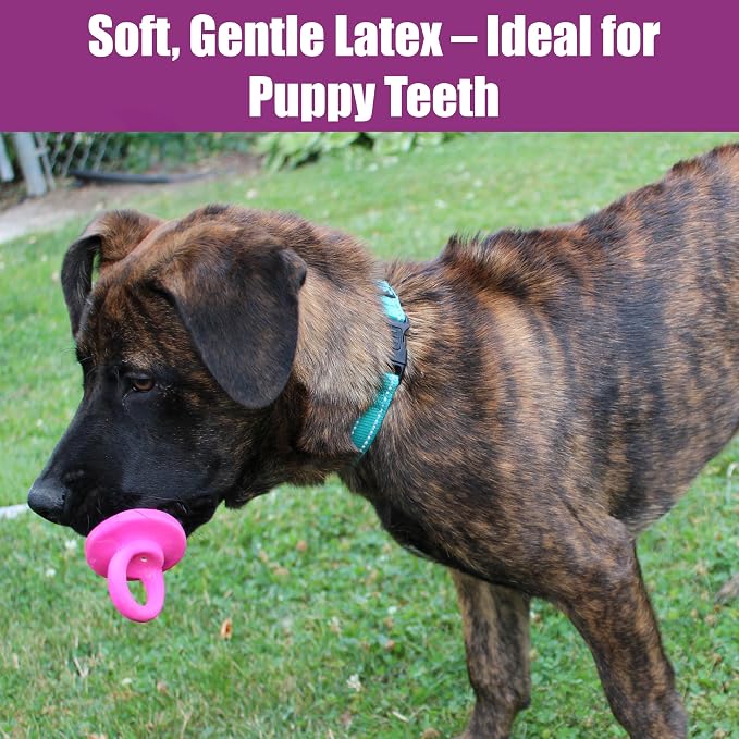 SPOT Puppy Pacifier Latex Dog Toy – Soft Binky-Shaped Chew for Teething Puppies & Small Dogs, 4.5 Inch, for Light Chewers Only, Squeaky Natural Latex, Assorted Colors