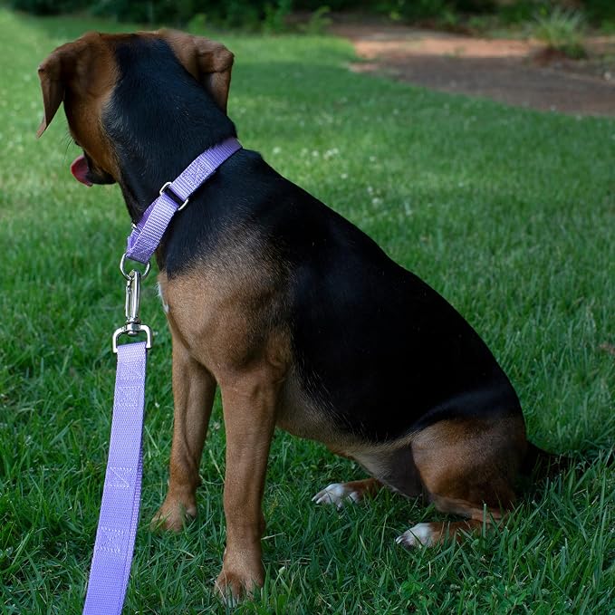 Country Brook Petz - Martingale Dog Collar - Heavy-Duty Training Collar with No Buckle - Service Dog Collar for All Pups - 20 Vibrant Colors (Lavender, 3/8 Inch, 2XS)