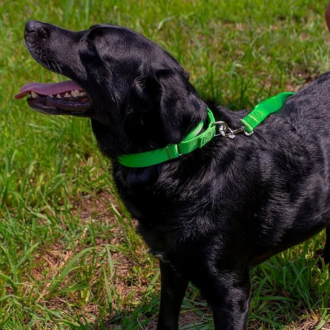 Country Brook Petz - Martingale Dog Collar - Heavy-Duty Training Collar with No Buckle - Service Dog Collar for All Pups - 20 Vibrant Colors (Hot Lime Green, 3/8 Inch, 3XS)