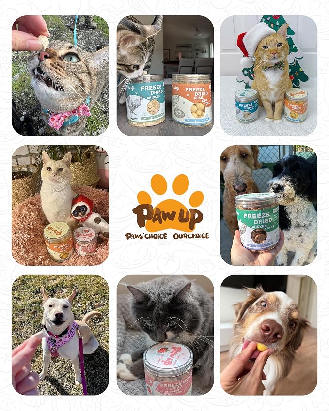 PAWUP Freeze Dried Cat & Dog Treats, Natural Quail Egg Yolk, High Fiber Pumpkin Added, High-Protein Pet Snacks for Coat & Gut Health, 3.5 oz