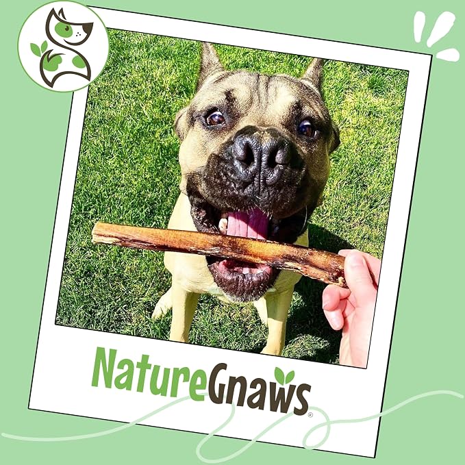 Nature Gnaws Large Bully Sticks for Dogs 5-6" (15 Count) - Thick Long Lasting for Aggressive Chewers and Large Dogs - Natural Beef Dog Chew Bones