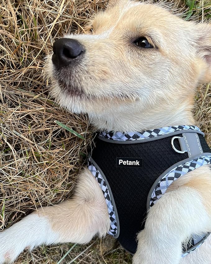 Petank Dog Harness for Small Medium Dogs No Pull, Puppy Harness and Leash Set, Step in Dog Harness for Walking, Running, Training(Black, S)