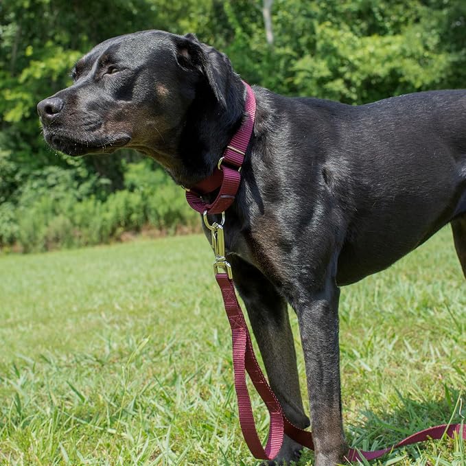 Country Brook Petz - Martingale Dog Collar - Heavy-Duty Training Collar with No Buckle - Service Dog Collar for All Pups - 20 Vibrant Colors (Burgundy, 3/8 Inch, 2XS)