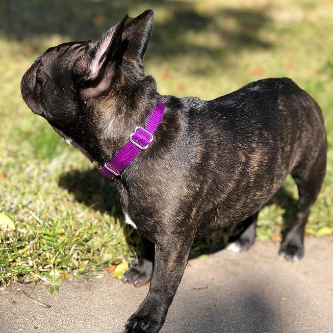 Country Brook Petz - Martingale Dog Collar - Heavy-Duty Training Collar with No Buckle - Service Dog Collar for All Pups - 20 Vibrant Colors (Purple, 3/8 Inch, 3XS)