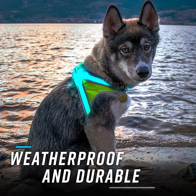 Noxgear LightHound - Revolutionary Illuminated and Reflective Vest for Dogs Including Multicolored LED Fiber Optics (USB Rechargeable, Adjustable, Lightweight, Rainproof) (Medium)