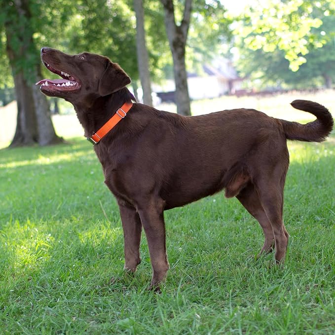 Country Brook Petz - Martingale Dog Collar - Heavy-Duty Training Collar with No Buckle - Service Dog Collar for All Pups - 20 Vibrant Colors (Orange, 3/4 Inch, Small)