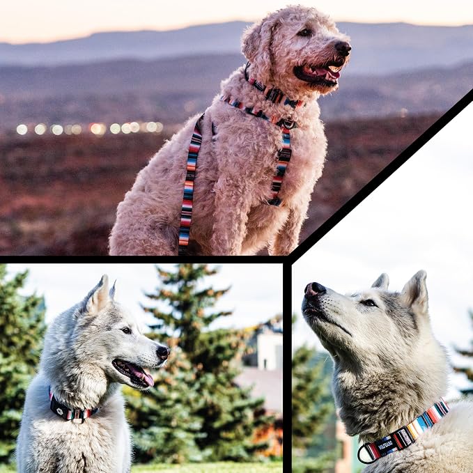Wolfgang Heavy Duty, Adjustable Dog Collar with Quick Release Nylon Buckle for Walking & Training, LostArt Print, Medium