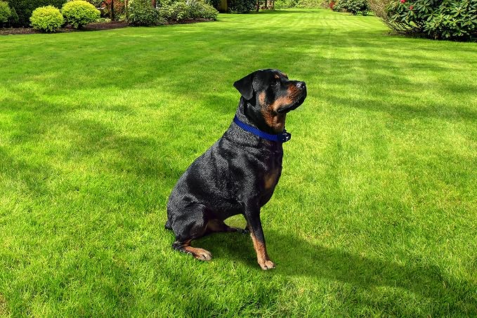 Extreme Dog Fence Stubborn Dog Fence Dog Collar with Large and Medium Set of Contacts for Dogs That Need Stronger Correction Levels Than The Active Collars