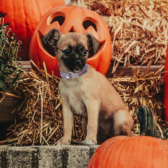 Halloween Dog Collar for Medium Dogs - Cute Halloween Ghost Pumpkin Dog Collars, Adjustable Heavy Duty Pet Holiday Collar with Metal Buckle M