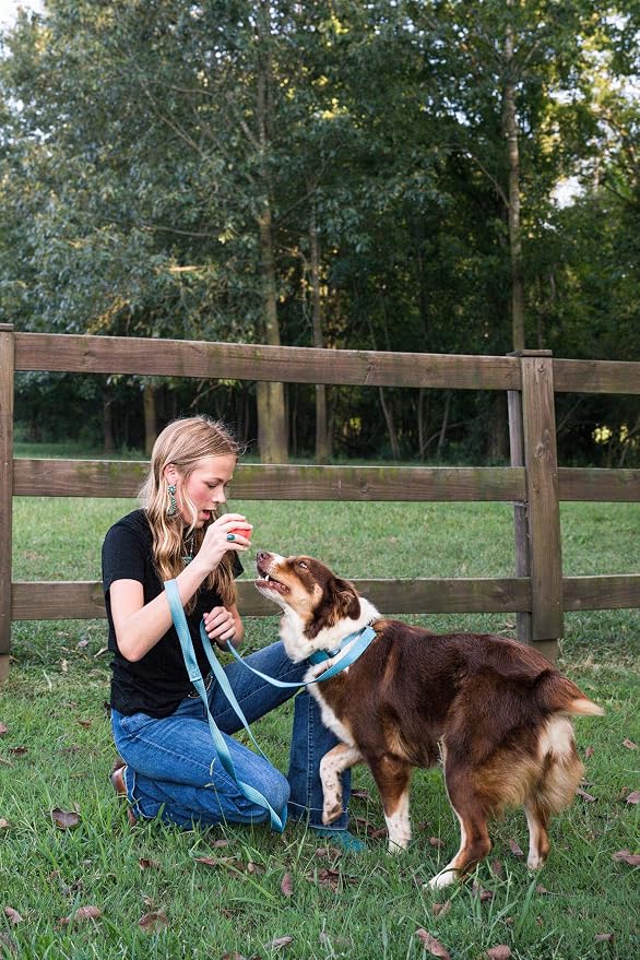 Country Brook Petz - Everyday Nylon Dog Leash - Strong, Durable, Solid Color Leash with Easy to Use Snap - 25+ Colors (1 Inch Wide, 4 Foot, Ice Blue)