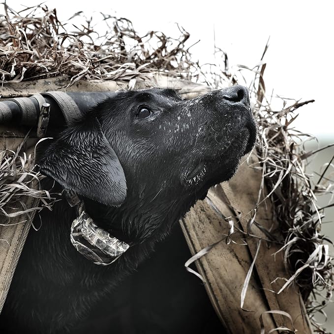 SportDOG WetlandHunter 425X Remote Trainer - Reliable Off-Leash Control - Rechargeable - Waterproof DryTek Technology - Adjustable Training Collar - Camouflage - 500-Yard Range, 2 Collars