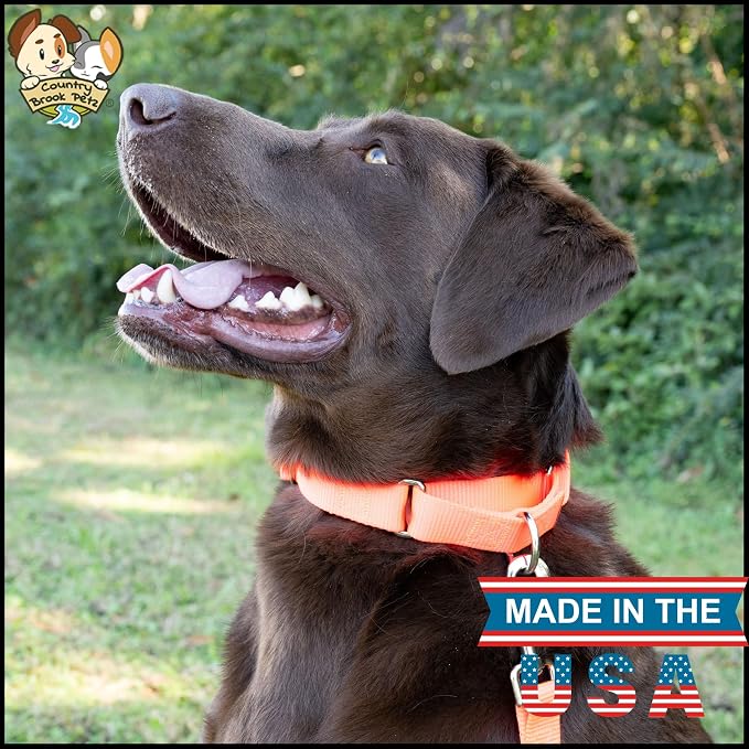 Country Brook Petz - Martingale Dog Collar - Heavy-Duty Training Collar with No Buckle - Service Dog Collar for All Pups - 20 Vibrant Colors (Hot Orange, 3/8 Inch, 3XS)