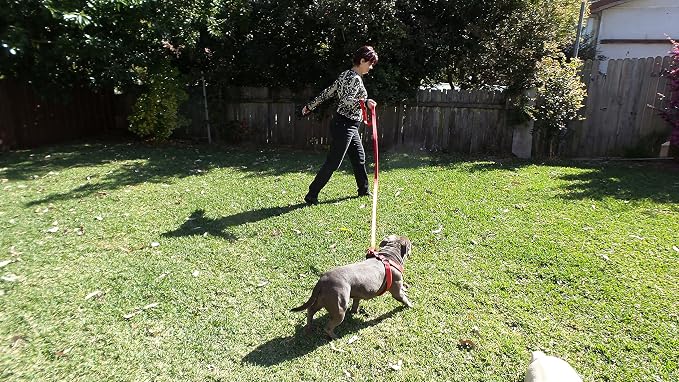 Primal Pet Gear Dog Leash 8ft Long - RED - Traffic Padded Two Handle - Heavy Duty - Double Handles Lead for Control Safety Training - Leashes for Large Dogs or Medium Dogs - Dual Handles Leads