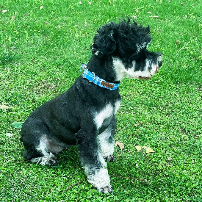 Unique Style Paws Metal Buckle Blue Plaid Collar - Durable & Cute for Small to Large Dogs