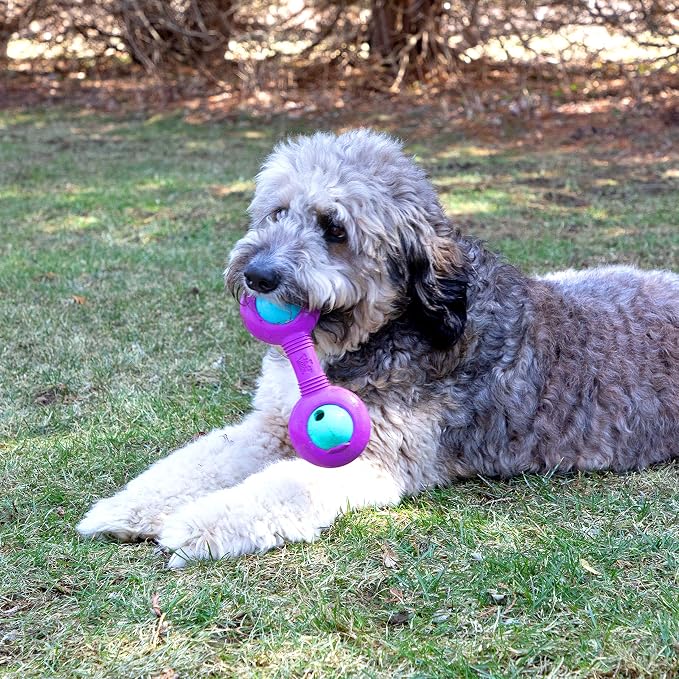 Chew King Premium Treat Dog Toy, Durable Natural Rubber Collection, Fetch and Tug Dog Toy, Dog Treat Toys for Boredum